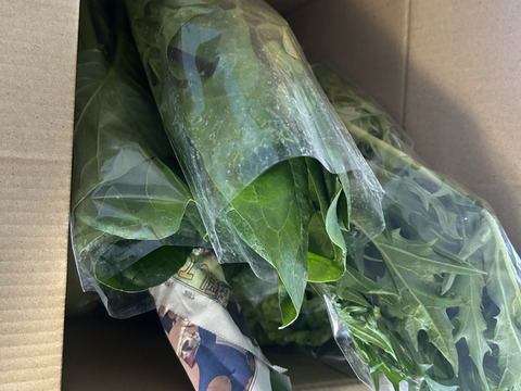 【福袋】【アワード受賞福袋】信州四賀より里山の冬野菜セット　9品目+おまけ