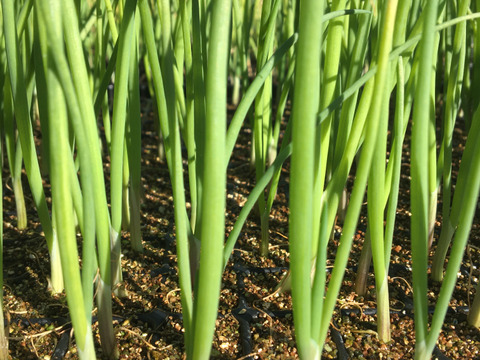 新たまねぎ5kg！