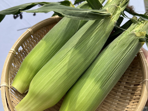 生でもガブり！と頬張れるトウモロコシ『ドルチェドリーム』10本入り 約4キロ