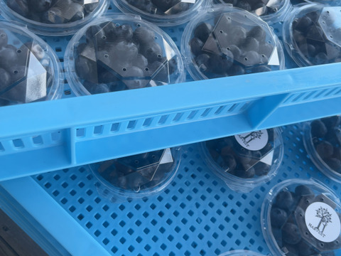 フレッシュ！生ブルーベリー🫐100g×5p