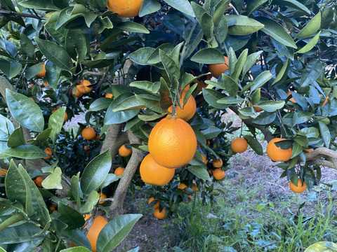 愛媛県中島産の白柳ネーブル　サイズ混合5キロ