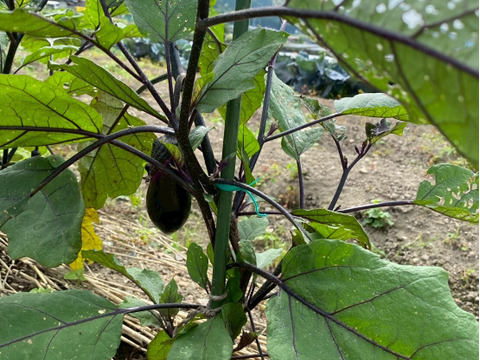 今夜は夏野菜カレーに決まり！夏野菜６品目セット　１人前