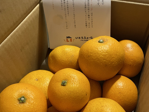 ★あなたの常識が変わる！プリプリジューシーなさつき八朔🍊（樹上超熟八朔）麗品 4kg