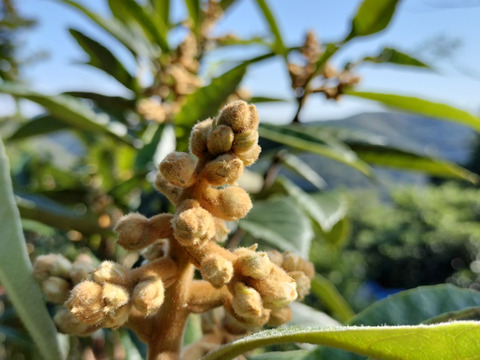 皇室献上で有名な房州産びわの花 (つぼみ)（乾燥）50g