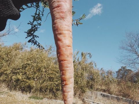 自然栽培　農薬不使用　無肥料　固定種  超希少　人参　パープルドラゴンと黒田五寸人参の食べ比べ2キロ　農園からほりたて土付き直接　にんじん
