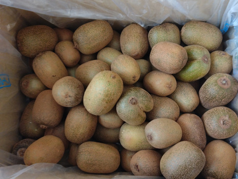 幻の一口キウイ！『さぬきキウイっこ®』訳あり・ご家庭用・2kg（30～40個）