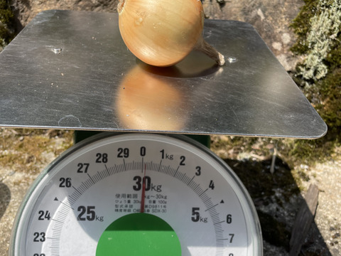 嬉しいお口コミにお答えして✨️玉ねぎネット付き【農薬不使用  玉ねぎ】3kg🧅兵庫県丹波産 米農家のこだわり有機肥料使用！化学肥料不使用 大きさいろいろ 薄皮がパラパラ落ちにくい