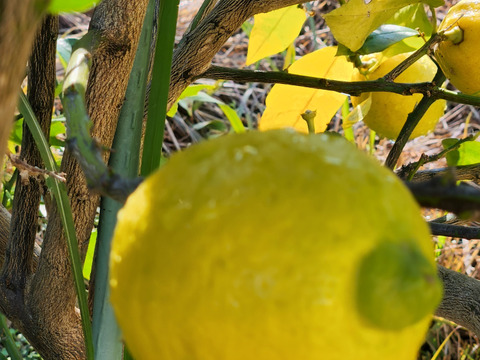 種なしレモン娘(種が数粒混じる事あり。5個)