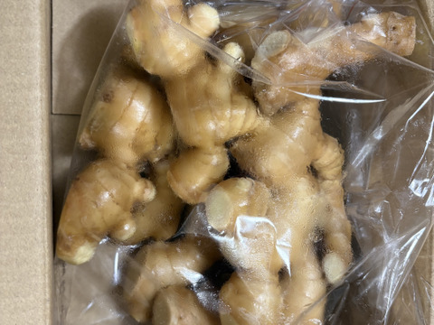 R7【四万十 町産】R7.10月収穫1㎏（洗い生姜、土佐一 生姜）