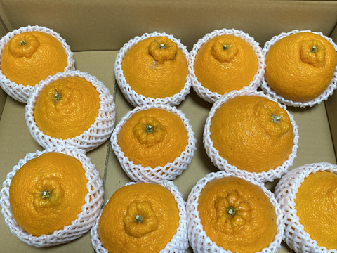 ジューシー！！食べ応え抜群！　不知火　（15玉前後）