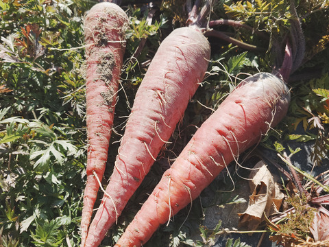 自然栽培　農薬不使用　無肥料　固定種  超希少　人参　パープルドラゴンと黒田五寸人参の食べ比べ2キロ　農園からほりたて土付き直接　にんじん