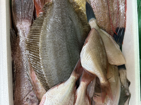 午前中水揚げ【小泊産未利用魚🐟】丁寧に下処理し当日または翌日発送！