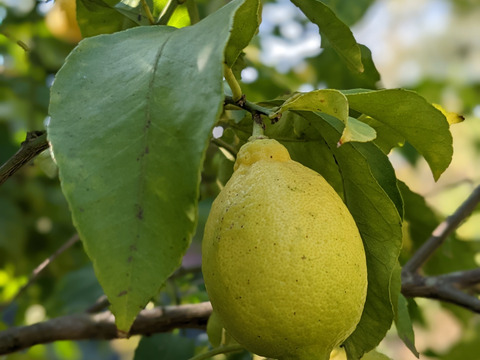 【完熟】【栽培期間農薬不使用】大崎上島産レモン2kg