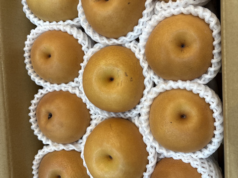 梨　南水　ご好評販売中　お徳用訳あり　家庭用　2.8キロコース　信州オリジナルの梨（12個から13個入り）