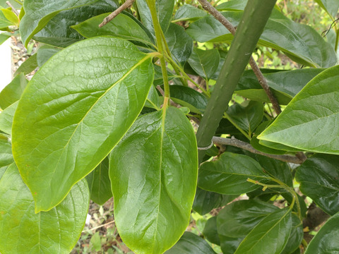 柿の葉茶に♪柿の葉10枚☆農薬、除草剤、化学肥料不使用☆自然栽培🌿柿の葉寿司、天ぷらなどにも 🏣ゆうパック