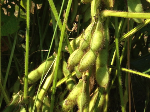 本場！丹波篠山市産　丹波黒枝豆５００g　６袋　さやのみ