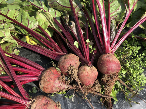 ※訳あり　　確かな甘み！スーパーフード　ビーツ