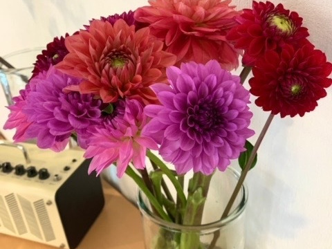 【鮮やか新鮮・産地直送】ダリア花束 「スペシャルMix」色混色10本（40〜50cm）