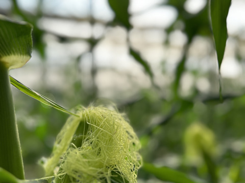 寒暖差20℃で栽培した幻のトウモロコシ