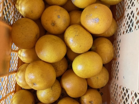 傷もの　自然栽培　八朔 はっさく　紅八朔　混載 10kg