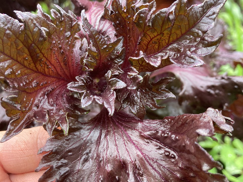 【珍品種】香りよし！天神赤紫蘇　2kg