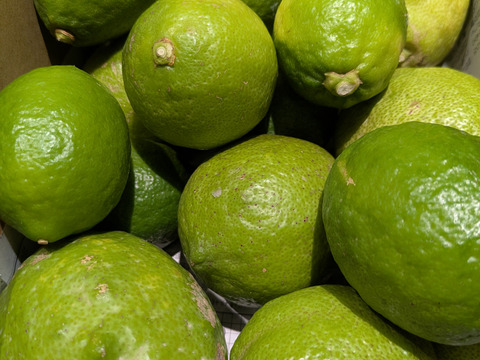 防腐剤、ワックス不使用　皮ごと使用激安広島県産レモン 訳あり品 2ｋg(約20個入)即日発送可能