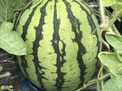 【小玉スイカ】あきた夏丸チッチェ2玉入れ【7/25以降発送】