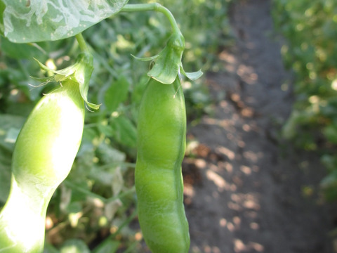超短期間！【なにわの伝統野菜】強い甘みが特徴の碓井豌豆（うすいえんどう）3kg