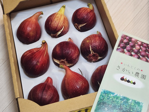 【専用箱入り】ふんわり柔らか朝どり完熟いちじく