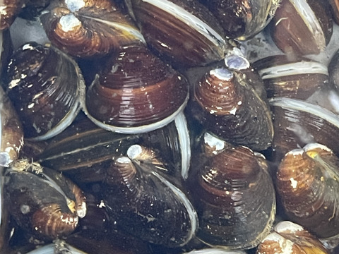 旨みがギュッとつまった！十三湖産大和しじみ冷凍1kg