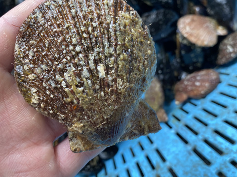 漁師が密かに食べている二枚貝のセット アカザラ貝1kg ムール貝1kg 岩手県産の貝類 食べチョク 産地直送 産直 お取り寄せ通販 農家 漁師から旬の食材を直送