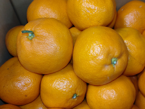 【特大みかん】トロッとまろやか宮川みかん‼︎　10kg