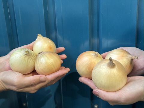 【夏ギフト】淡路島たまねぎ＆お米お得セット（5㎏箱）