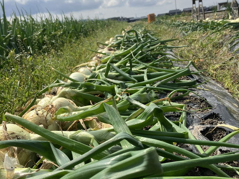 淡路島❤️希少な【超極早生！新玉ねぎ】 甘とろ～♪ちょっと訳あり（ご家庭用　箱込み　3kg）