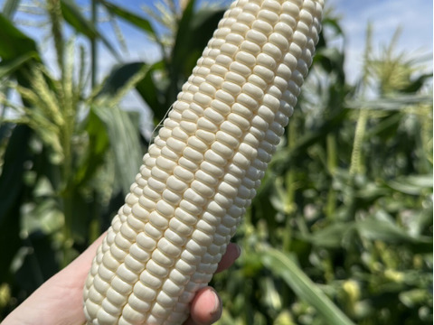 【朝採り☀】はじける甘さ！白いとうもろこし『雪の妖精』8本入