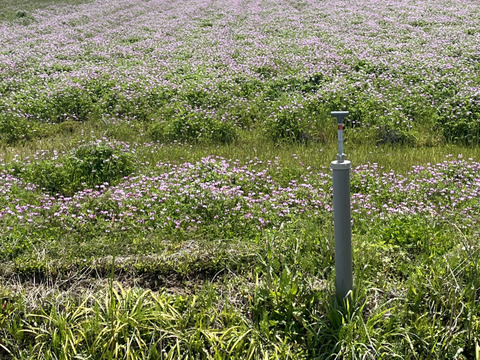 2025年春.極上のレンゲ新蜜採れました！
【12月は20本限定販売です。】
純粋鹿児島産レンゲ蜜　500g ニューボトル
メール便でお届けします！