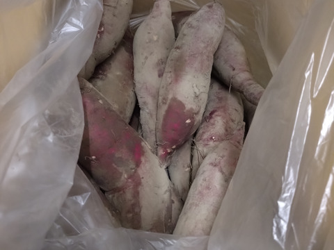 ‼️豊作につき２０％OFF‼️【有機JAS認証 紅はるか5kg】サツマイモ好きが選ぶのはこの品種❣️ねっとりとした食感！極甘！10月に収穫し追熟完了！京都大原の棚田から今がまさに食べごろのサツマイモ！