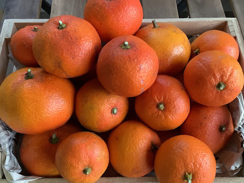 【栽培期間中　農薬不使用】小原紅早生　みかん２㎏(知多半島産)