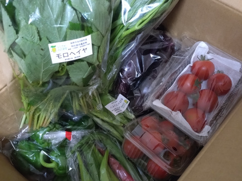 信州春野菜セット【10品目】