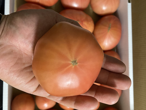 【訳アリ特価✨】ふぞろい大玉トマト　4㎏箱