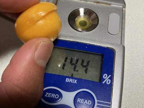 食べるサプリ♪ 自然栽培食用ほおずき400g