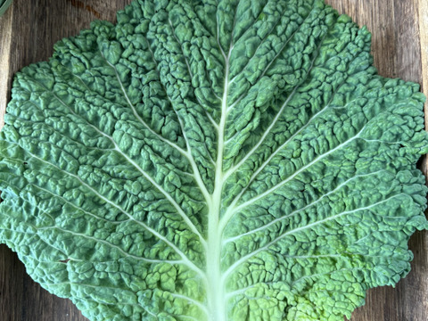 【ロールキャベツ専用】 サボイキャベツ リーフ16枚