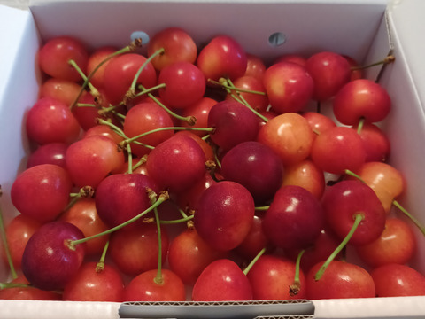 【先行予約】大玉で高糖度！さくらんぼ 2～3L バラ 約500g