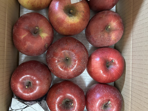 【サステナりんご】お試し「サンふじ」見切り品3キロ☆加工にイチオシ！簡易包装でお試し用にも〜※化学合成農薬約60％削減