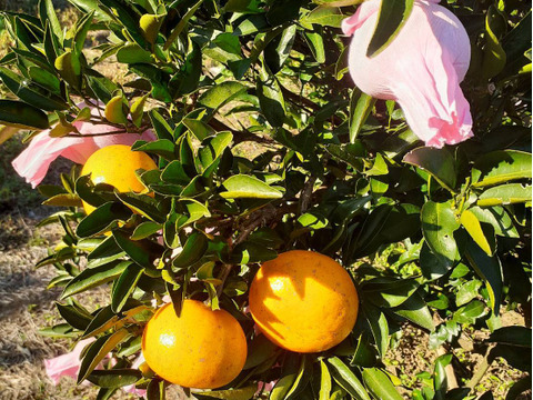 鹿児島県産「大谷伊予柑」箱込み5kg