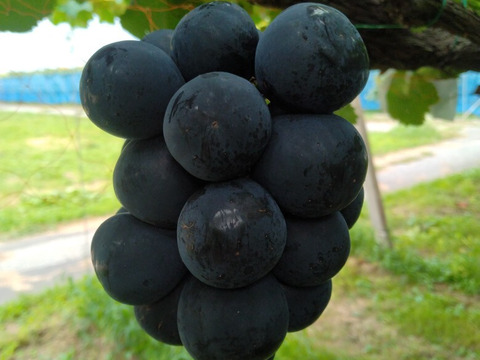 甘みと酸味のバランスが良い「ナガノパープル」4～5房約2ｋｇ