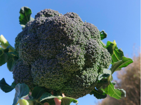 【！！増量中！！】時短！使いやすい！カットブロッコリー ５００ｇ×２袋　高知県産