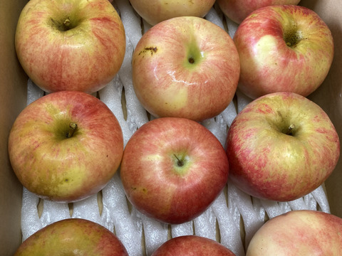 希少な夏りんご『夏あかり訳あり』３㎏