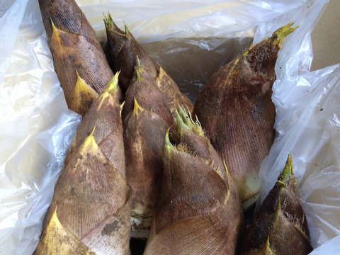 春の味覚！朝採れ❣️たけのこ<千葉県産 4kg>
米ぬか、鷹の爪付き