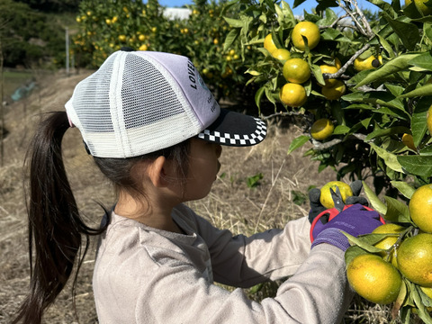 【冬ギフト】年越しみかん！有田みかん山畑5kg